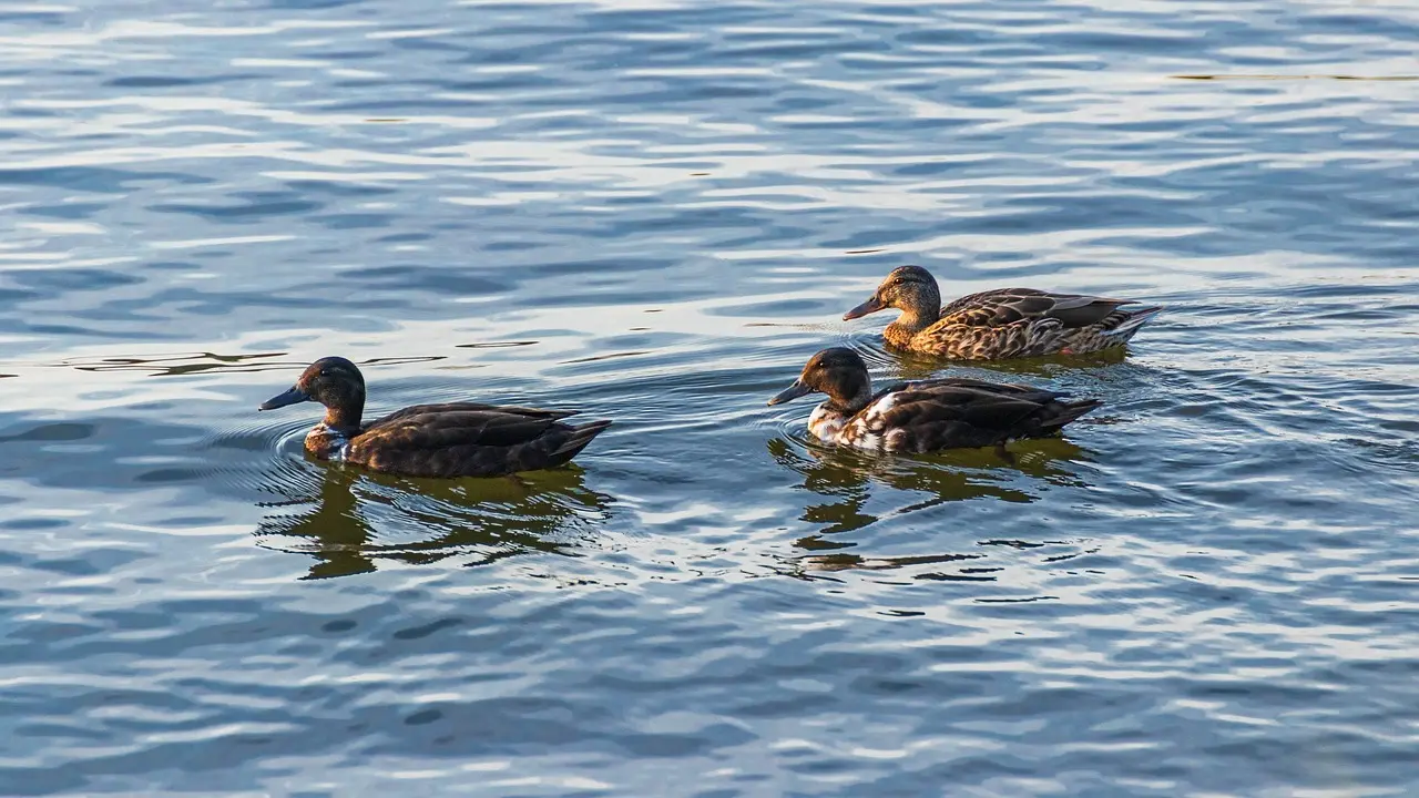 Ændre i Krydsord Hjælp