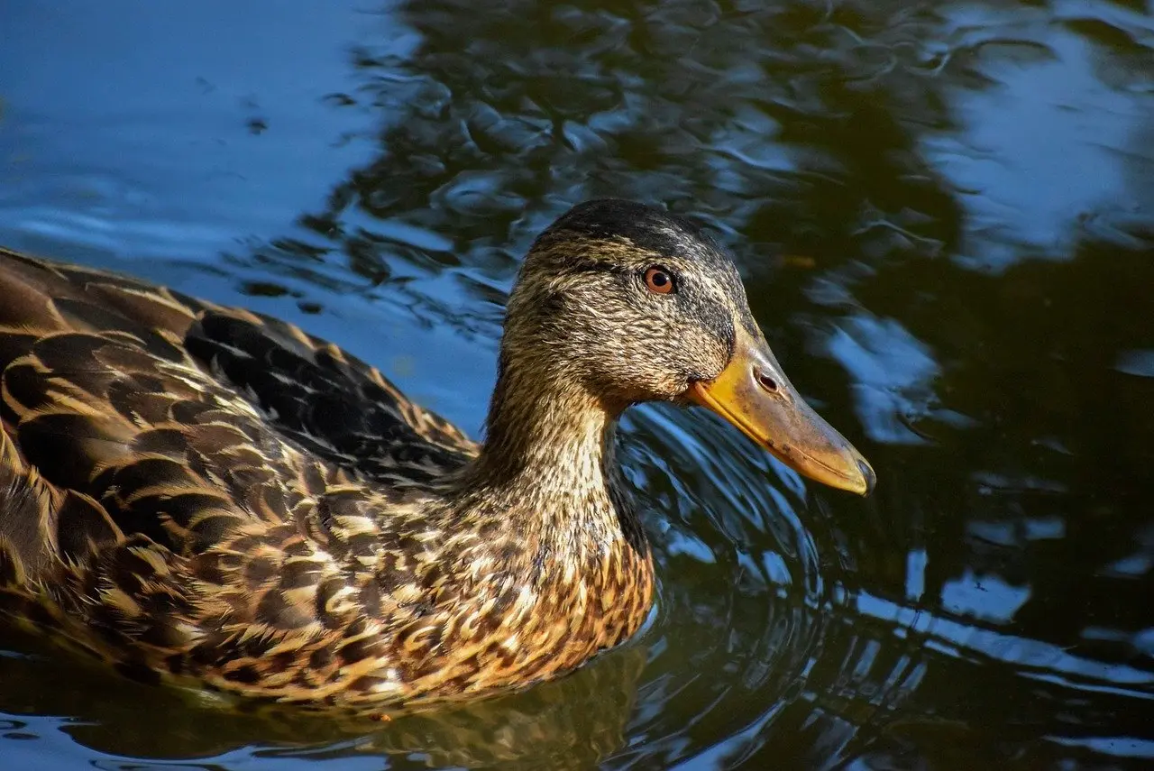 Behandle Krydsord Løsninger